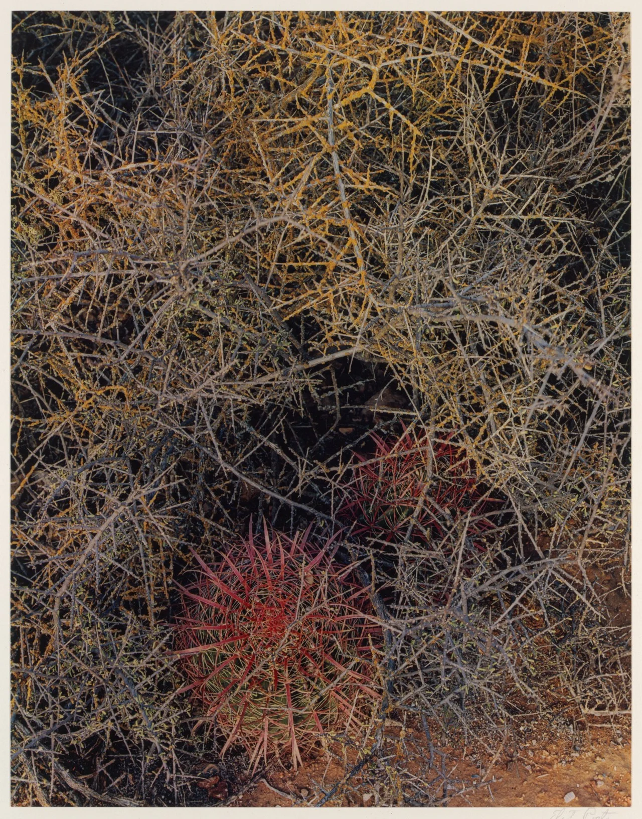Red-spined Cactus photograph by Eliot Porter, Baja California