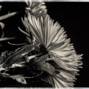 Black and white chrysanthemum archival art print from the Flowers in the Studio series by Chuck Davis