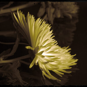 Color chrysanthemum archival photo print from the Flowers in the Studio series by Chuck Davis
