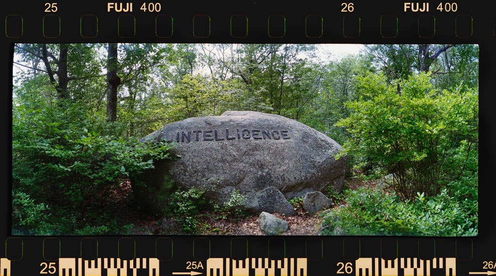 Dogwood Common artwork titled Intelligence from the Rocky Neck Artist Colony series by Chuck Davis.